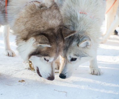 雪の匂いを嗅ぐ2頭のハスキー犬