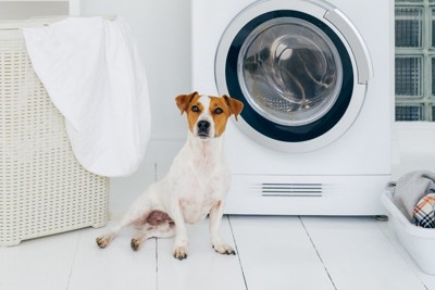 洗濯機の前に座る犬