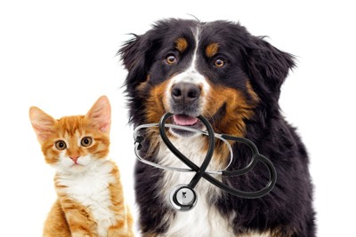 聴診器を咥えた犬と子猫