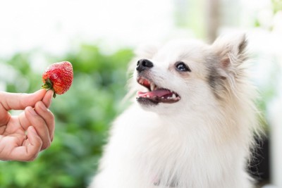 苺を見て喜ぶ犬