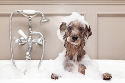 お風呂の中で泡まみれの犬