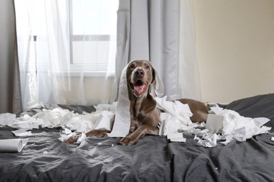 ベッドで紙を散らかす犬