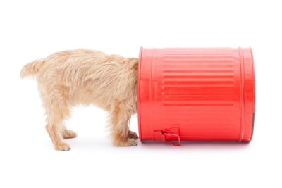赤い容器に顔を入れている犬