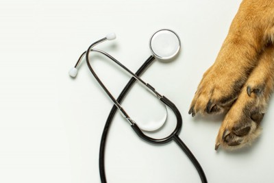 聴診器と犬の足