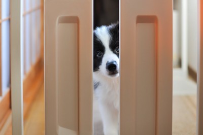 ペットゲートの隙間から覗く子犬