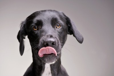 舌を出している黒い犬