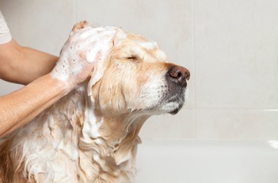 お風呂の犬