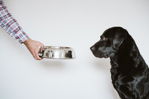 犬がご飯を食べないのにおやつは食べる時の対処法