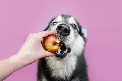 飼い主の持つリンゴをかじるハスキー