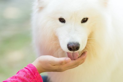 人の手を舐めている白い犬