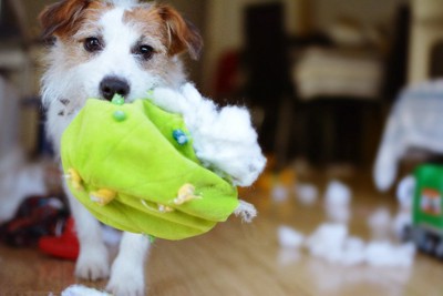 綿が飛び出た犬のおもちゃ