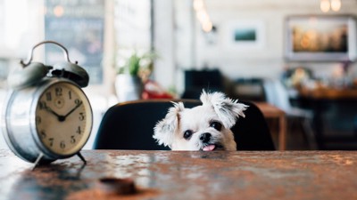 机の上の目覚まし時計と舌を出す犬