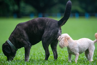 黒い犬のお尻を嗅ぐ白い犬
