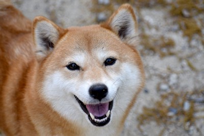 笑顔な柴犬
