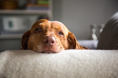 ソファーの淵にあごを乗せる茶色の犬