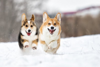 犬雪の中を駆け回るコーギー