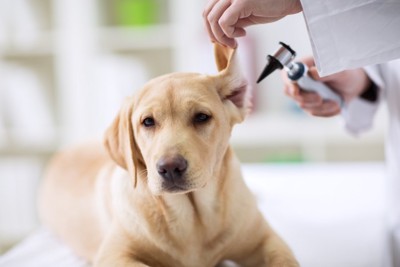 病院で耳の診察を受ける犬