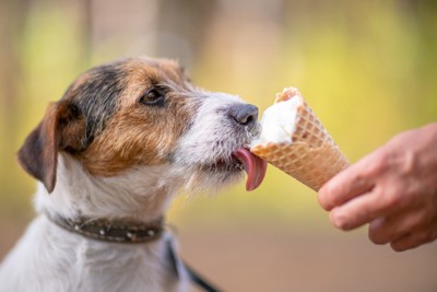 アイスをもらっている犬