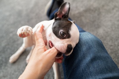 手を噛むボストンテリアの子犬