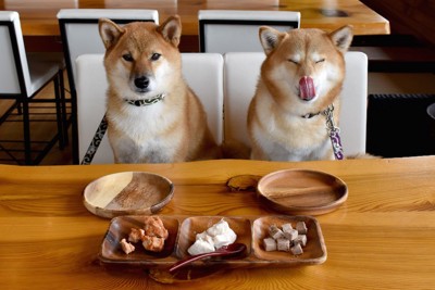 食卓についてご飯を待っている二匹の柴犬