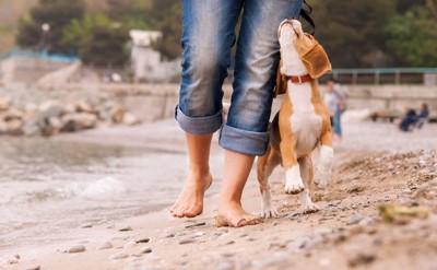 浜辺を歩く人の足と犬