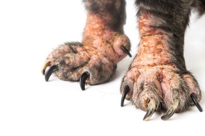 皮膚疾患のある犬の両手