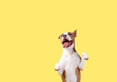 黄色い背景の犬