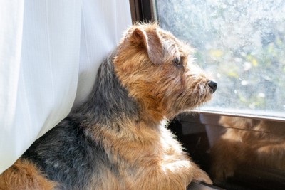 窓辺の犬