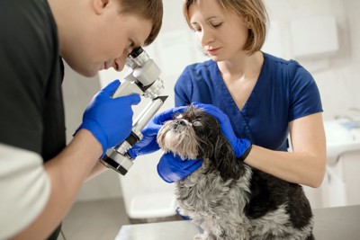 病院で目の検査をされている犬