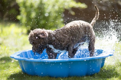 たらいで水浴びする犬