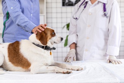 動物病院で問診中の犬と獣医