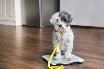 体重計に乗る犬