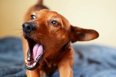 あくびをする茶色い犬