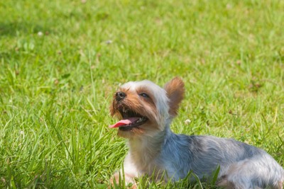 芝生の上で満足げな表情の犬