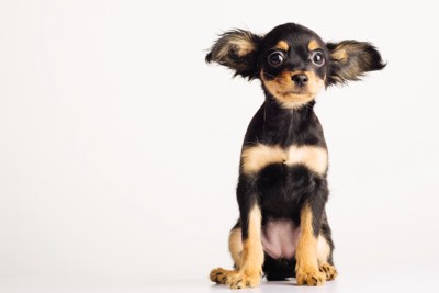 耳を大きく横に広げた小型犬