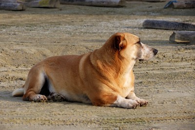 肥満気味の犬