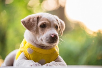 セーターを着たラブラドールの子犬