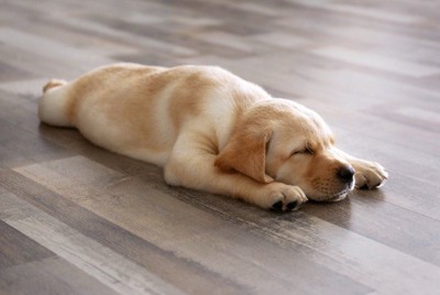 床で四肢を伸ばして寝る犬