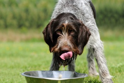 水を飲み舌を出す犬