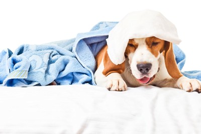 毛布の中で咳き込む犬