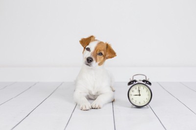 犬と時計