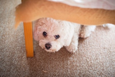 椅子の下で上目遣いの犬