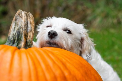 大きなかぼちゃにあごを乗せている犬