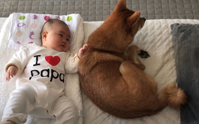 赤ちゃんに寄り添う犬