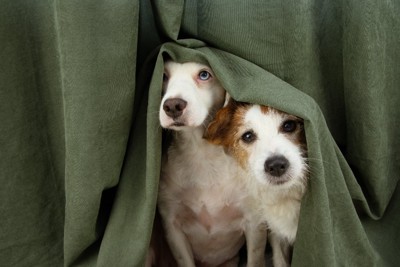 カーテンに隠れる2匹の犬
