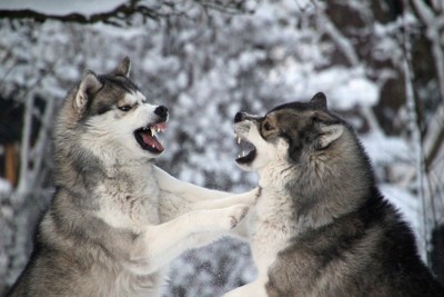 喧嘩する二匹の犬