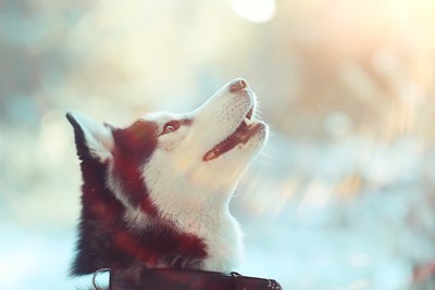 見上げるハスキー犬の横顔