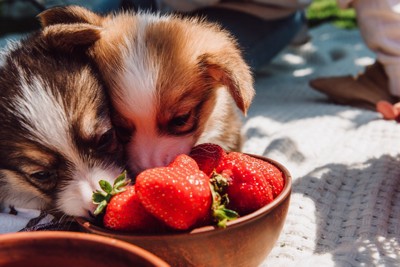 苺を食べる子犬たち