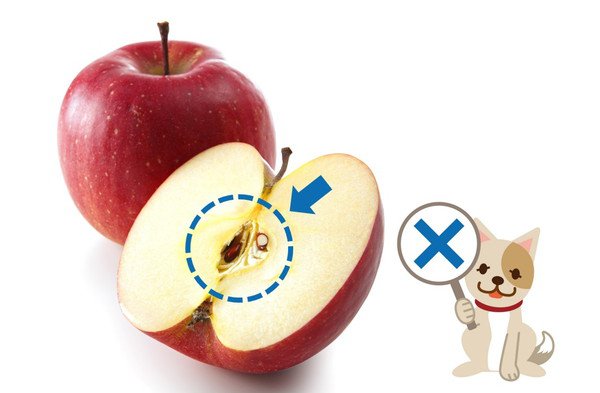 犬にりんごを与える時の注意点