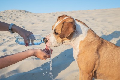 散歩中に水分補給する犬